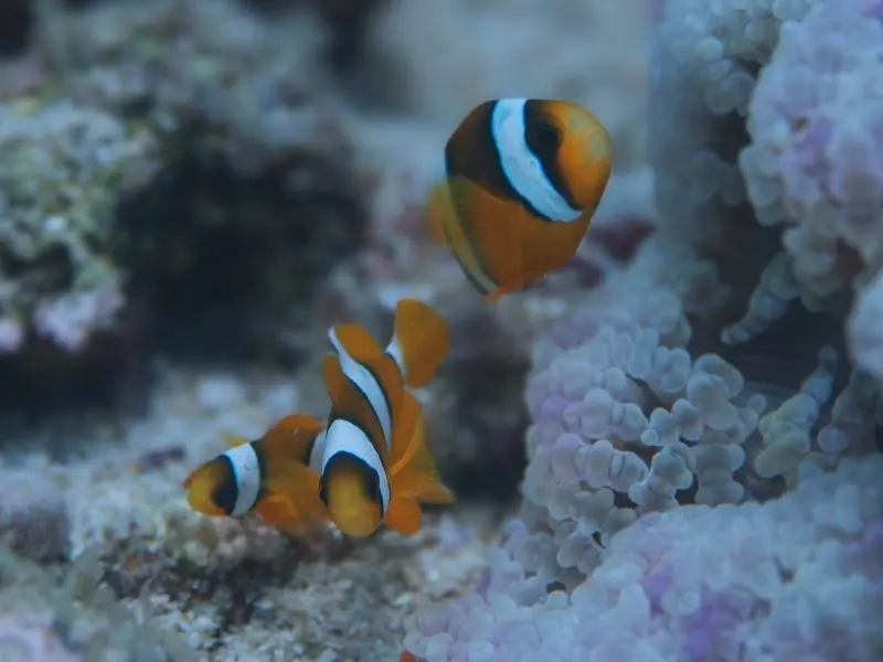 pigeon island national park diving trincomalee best dive center trincomalee