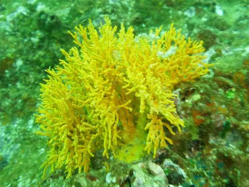 Dutch Bay Reef Diving Trincomalee