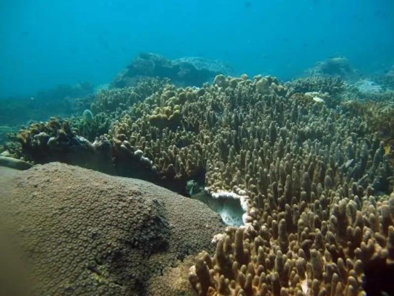 Uppuveli coral bed diving trincomalee